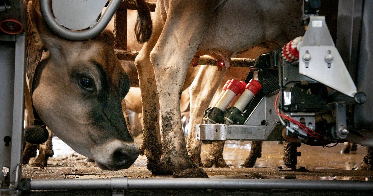 Vacas lecheras en un sistema de ordeño robotizado